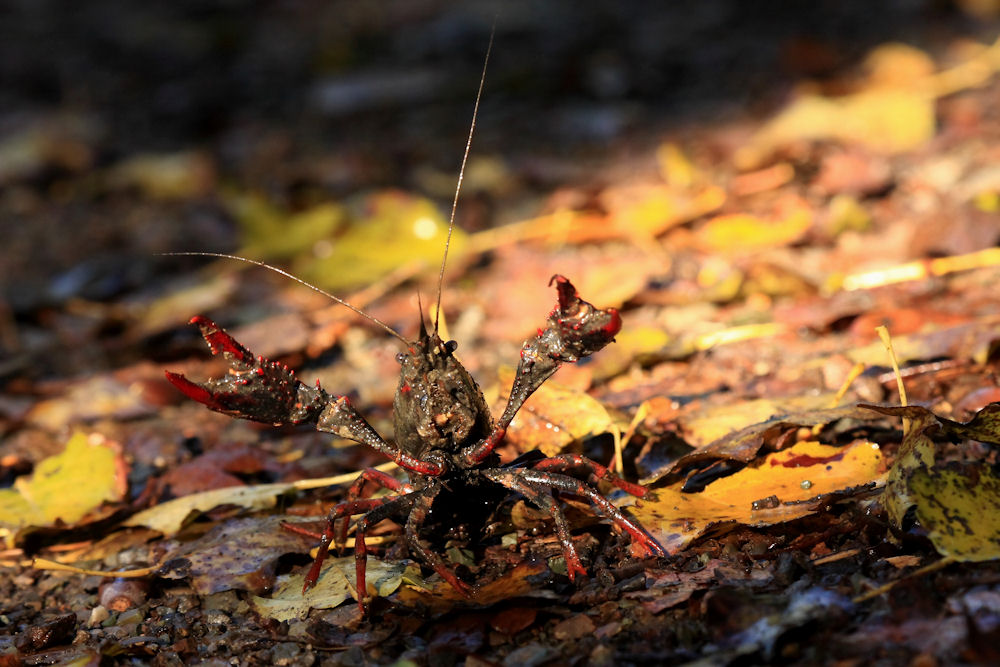 Procambarus clarkii